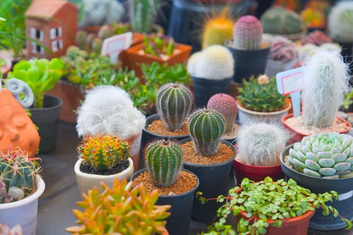 The Nine Center Rama 9 ในเครือ MBK จัด Cactus by my side ชิงรางวัลกว่า 50,000 บาท
